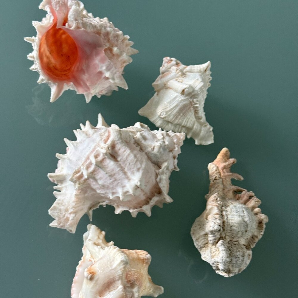 Decoration Seashell Natural murex ramose shells lot of 5ps